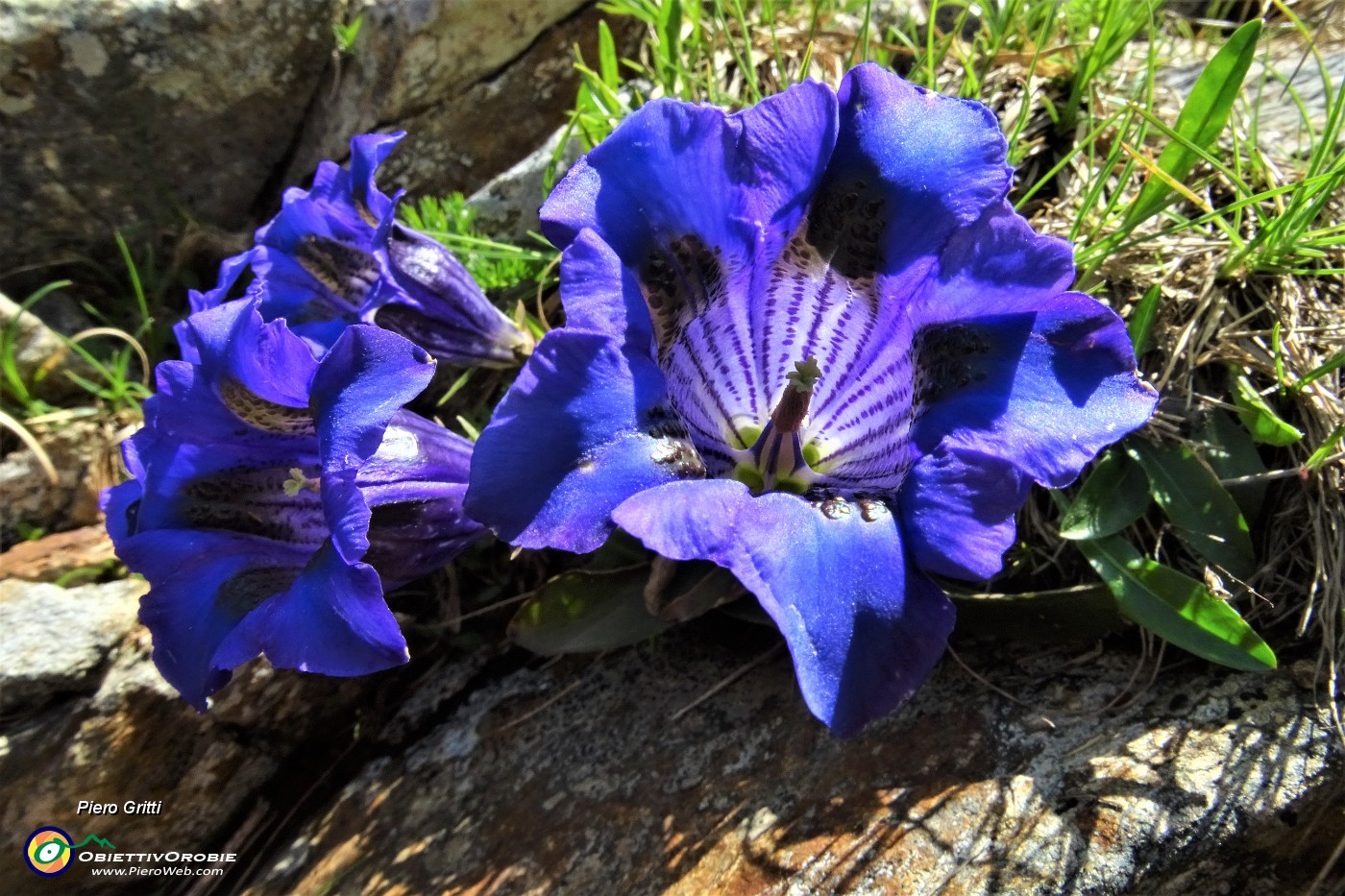 24 Genziana di Koch (Gentiana kochiana).JPG